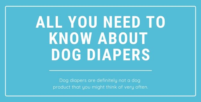 All you need to know about dog diapers